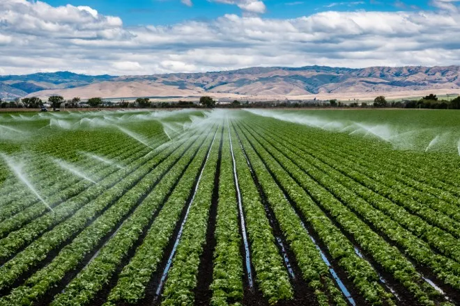 Large field with rows of lettuce getting watered with a large irrigation system on a sunny day with mountains in background.