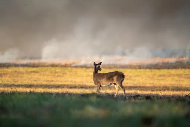 A white-tailed doe is seen standing in a dried-out looking field of grass. In the distance a wildfire rages.