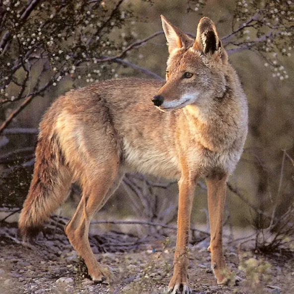 Coyote standing in brush looking back into the distance.