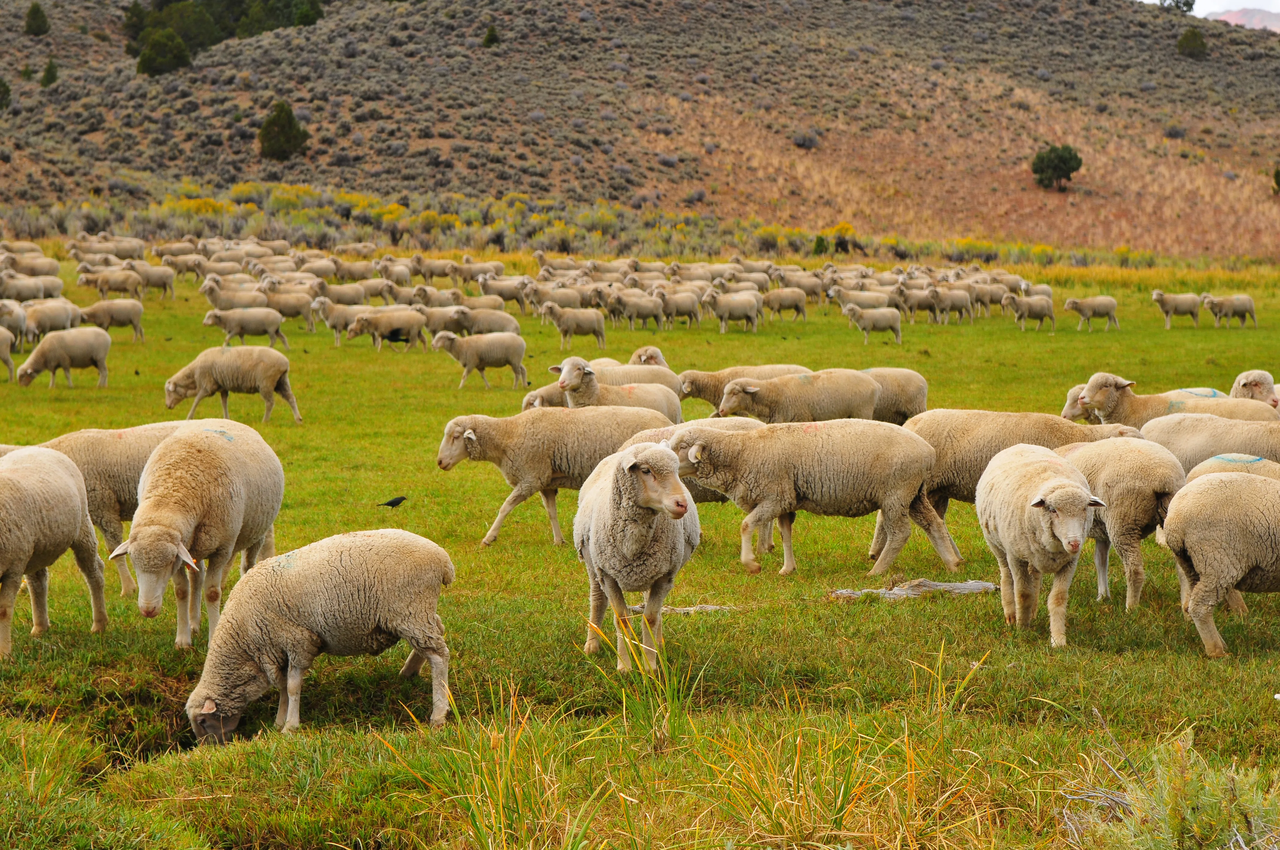 Sheep grazing in a field near a hill.