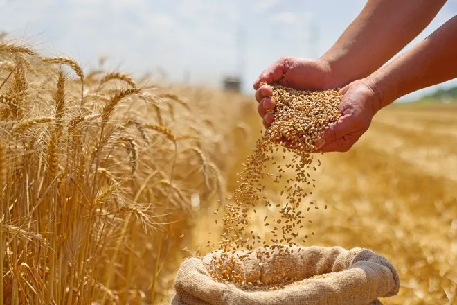 A pair of hands hold palmfuls of harvested wheat grain and transfers them into a burlap sack in the wheat field.