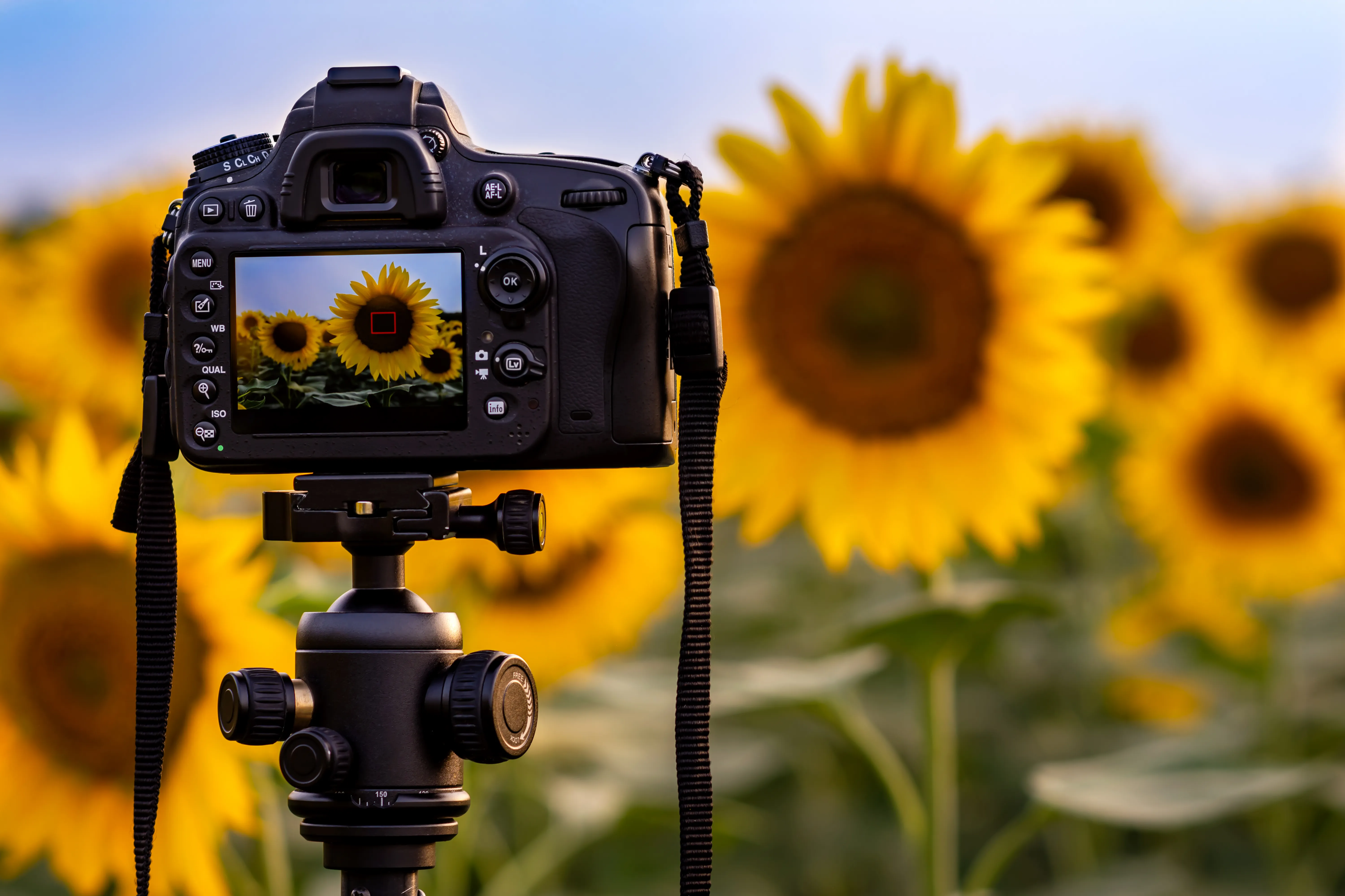 Image of a digital camera taking a photograph of large sunflowers.