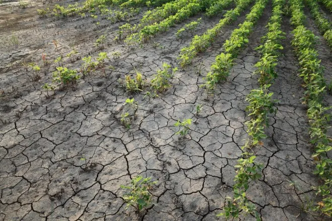 Rows and rows of green plants give way to a patch of barren, cracked, dry soil in a farm field with no plants growing.