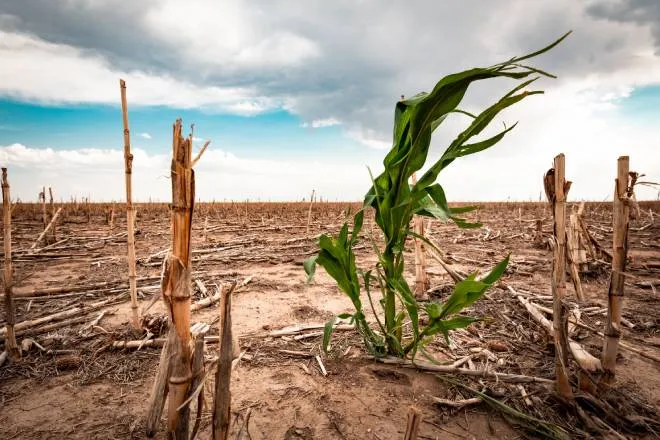 A single green corn stalk in a drought-stricken field full of dry, compacted soil and dead, chopped crops under a cloudy sky.
