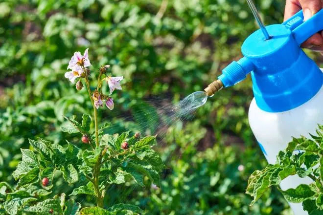 Someone spraying a natural pesticide on a thatch of plants. The plant has small bugs crawling on the leaves.