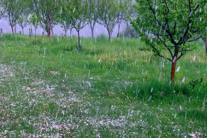 An orchard during a hailstorm. Quarter-sized hail pellets rain from the sky and gather in the tall grass.