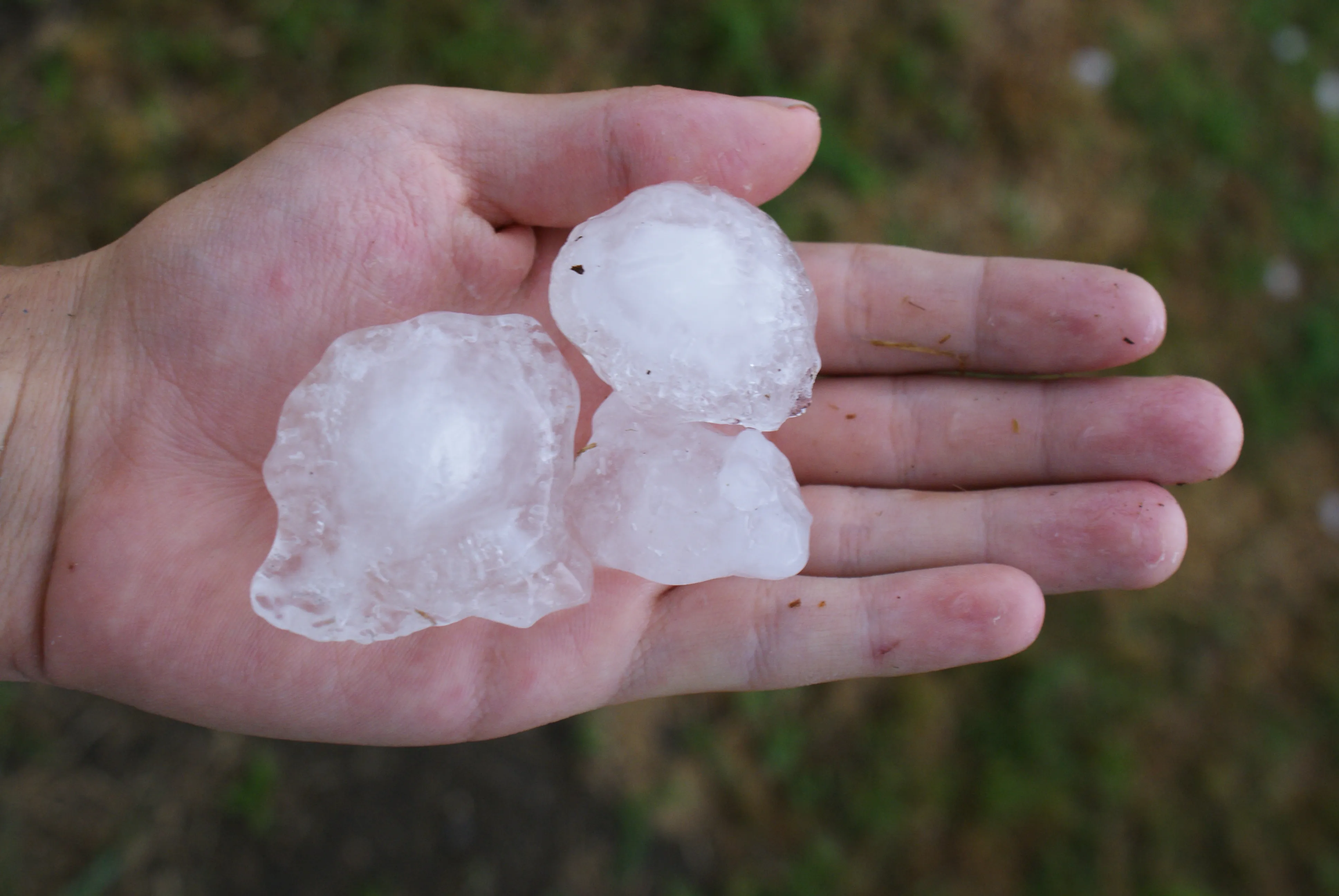 Human hand holding several large hailstones.