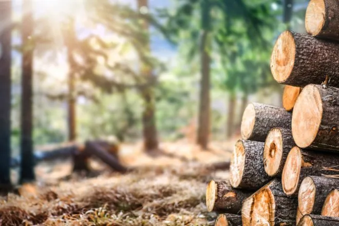 A stack of freshly cut timber logs resting on the ground in a sunlit forest.