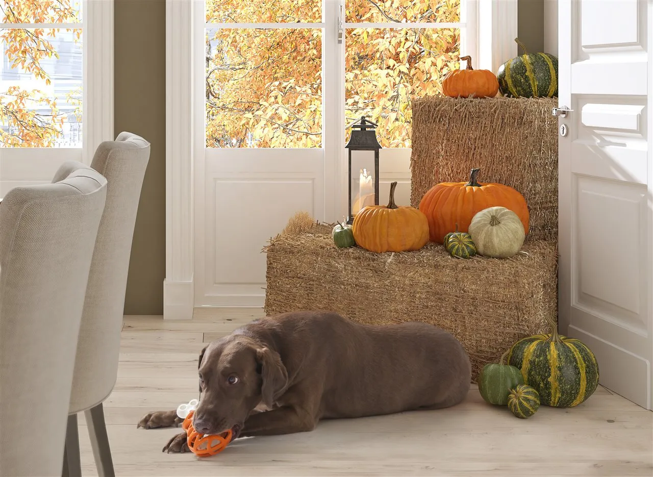 PICT - Dog Toy Pumpkin House Hay - BrandPoint ONLY