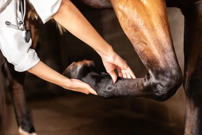 The basics you need to know about horse care