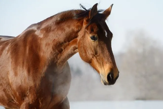 Horse Health Concerns To Watch Out for During the Winter