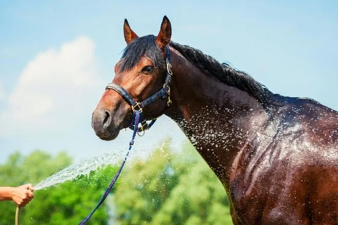 Best Ways To Prevent Horse Heat Exhaustion