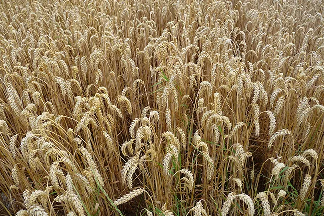 PROMO 660 x 440 Agriculture - Ripe Wheat - Wikimedia