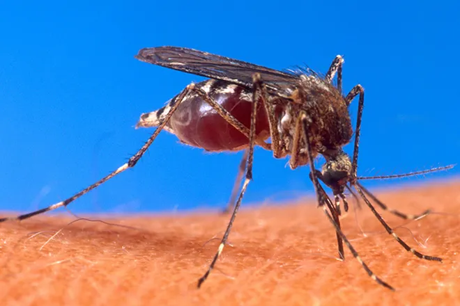 PROMO 660 x 440 Animal - Mosquito Biting Human - Wikimedia