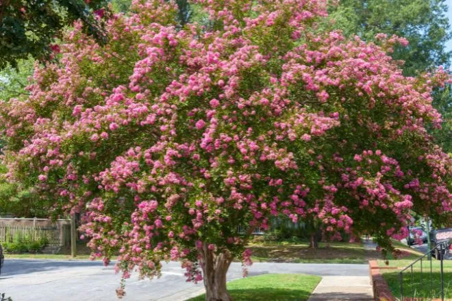 Fascinating Reasons To Plant a Crape Myrtle Tree