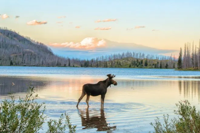 5 US destinations to visit if you love wildlife