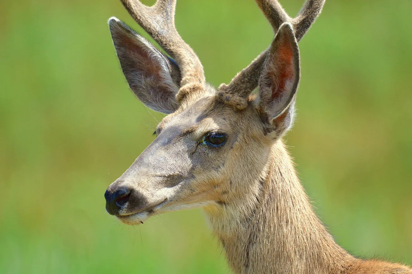PROMO Animal - Mule deer buck - USFWS - public domain