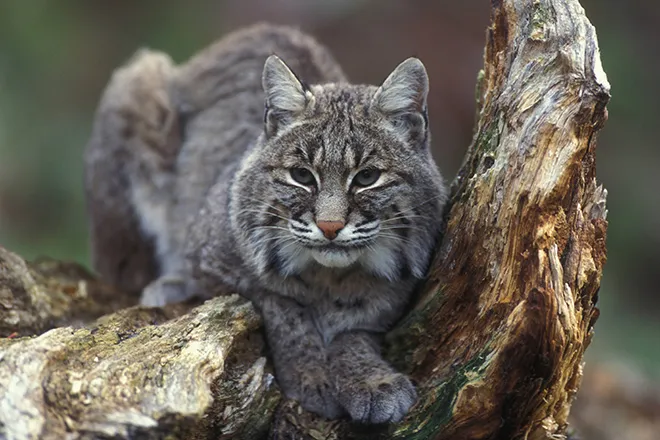 PROMO Animal - Bobcat sitting in tree - USFWS - Gary Kramer