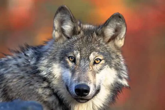 PROMO 64J1 Animal - Gray Wolf - USFWS