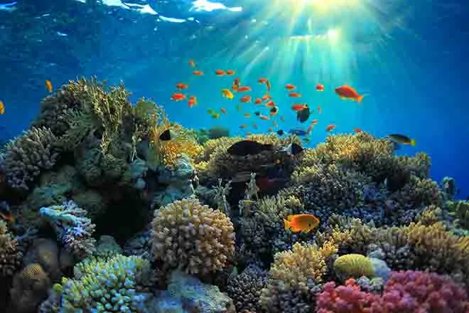 PROMO 64J1 Nature - Ocean Water Fish Coral Reef Sunlight - iStock - IBorisoff