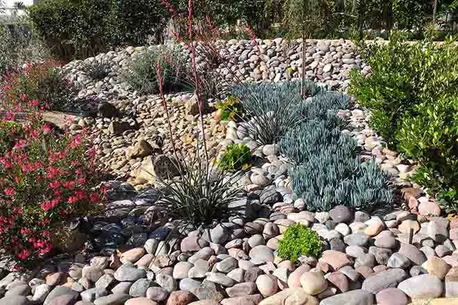 PROMO 64J1 Outdoors - Landscape Xeriscape Plants Rocks Water Drought - iStock - remedypic