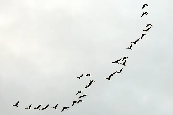 PROMO 660 x 440 Animal - Birds Geese Flight Flying - Chris Sorensen