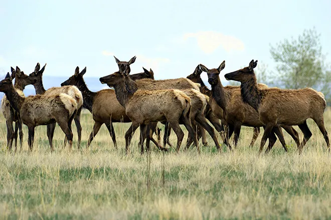 PROMO 660 x 440 Animal - Elk Herd Rocky Flats National Wildlife Refuge - USFWS - Ryan Moehring - public domain