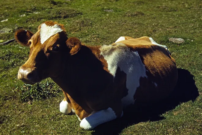 PICT Animal - Guernsey Cattle