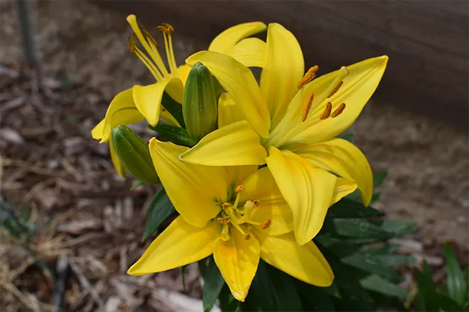 PROMO 660 x 440 Plant - Flower Lily Yellow - Chris Sorensen